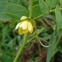 Senna tora (L.) Roxb.